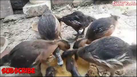 jual anakan burung belibis cocok untuk ternak dan budidaya( mrilis)