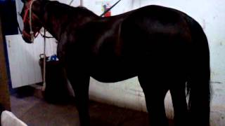 Horse Shivers,  PSSM, Stringhalt or what Neuro
