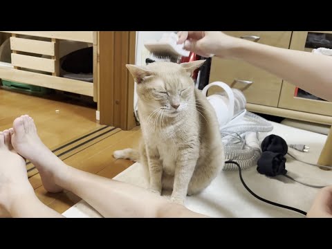 「今年の夏は暑いからリビングから出ないで楽しむ」と決めた猫