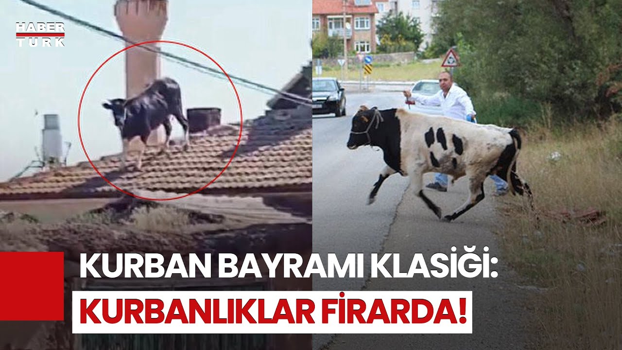 Yine Aynı Manzara: Kurbanlıklar Kaçtı, Vatandaşlar Peşinden Koştu!