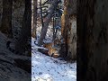 【風物詩】トラ、ヒョウ、猛獣の可愛い姿に心温まる 東北虎豹国家公園 #Shorts