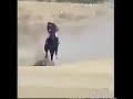 ياراكب اللي ابورحال الدماني الحويطي 
