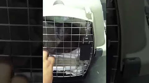 Watch the video about Nylah's baby brother going home