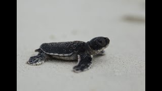 Improving turtle hatchling rates on Raine Island.
Erin joins the Raine Island Recovery Project team to monitor green turtle hatchling success rates in their latest field trip. Improving turtle hatchling rates on Raine Island.