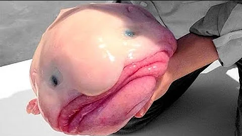 大量の川魚が気持ち悪い Mp3