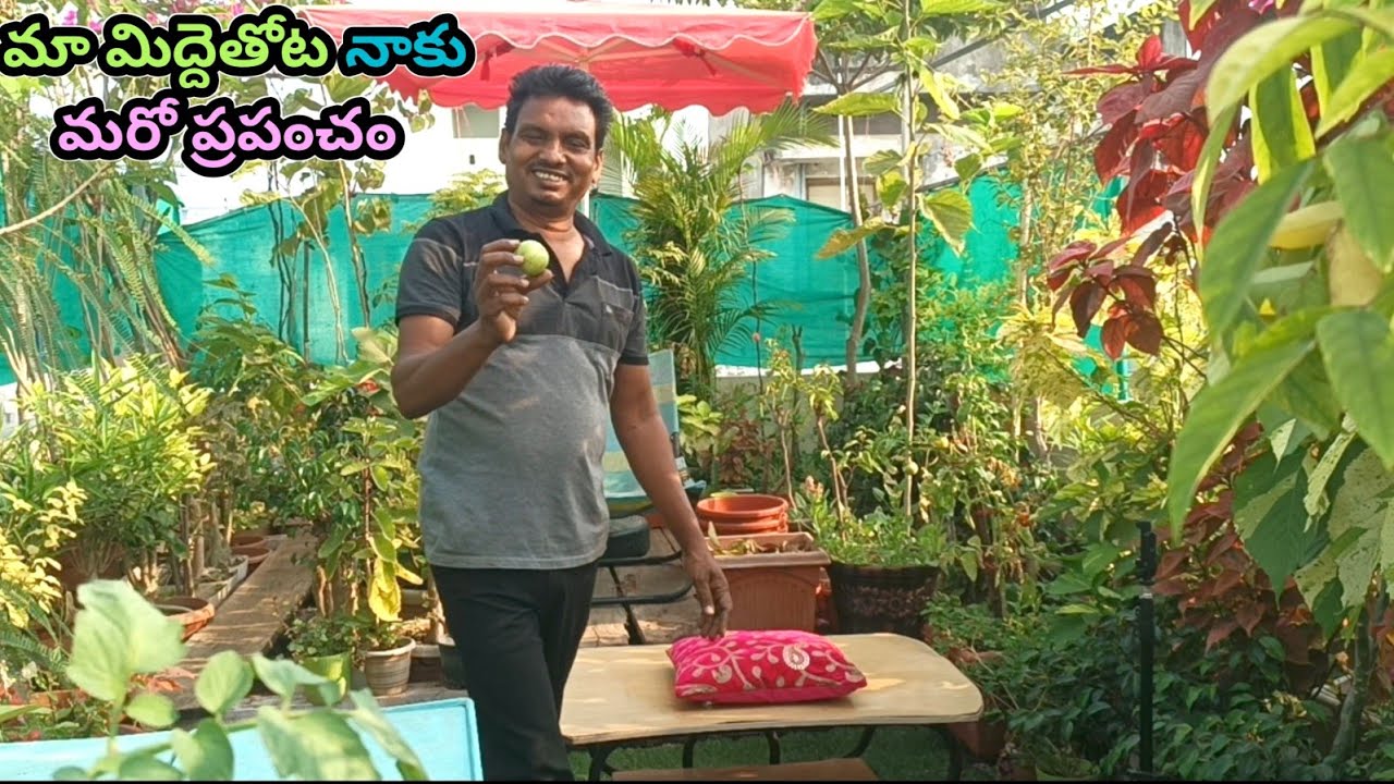 మా మిద్దెతోట నాకు మరో ప్రపంచం! My Terrace Garden is an 'Other World'!
