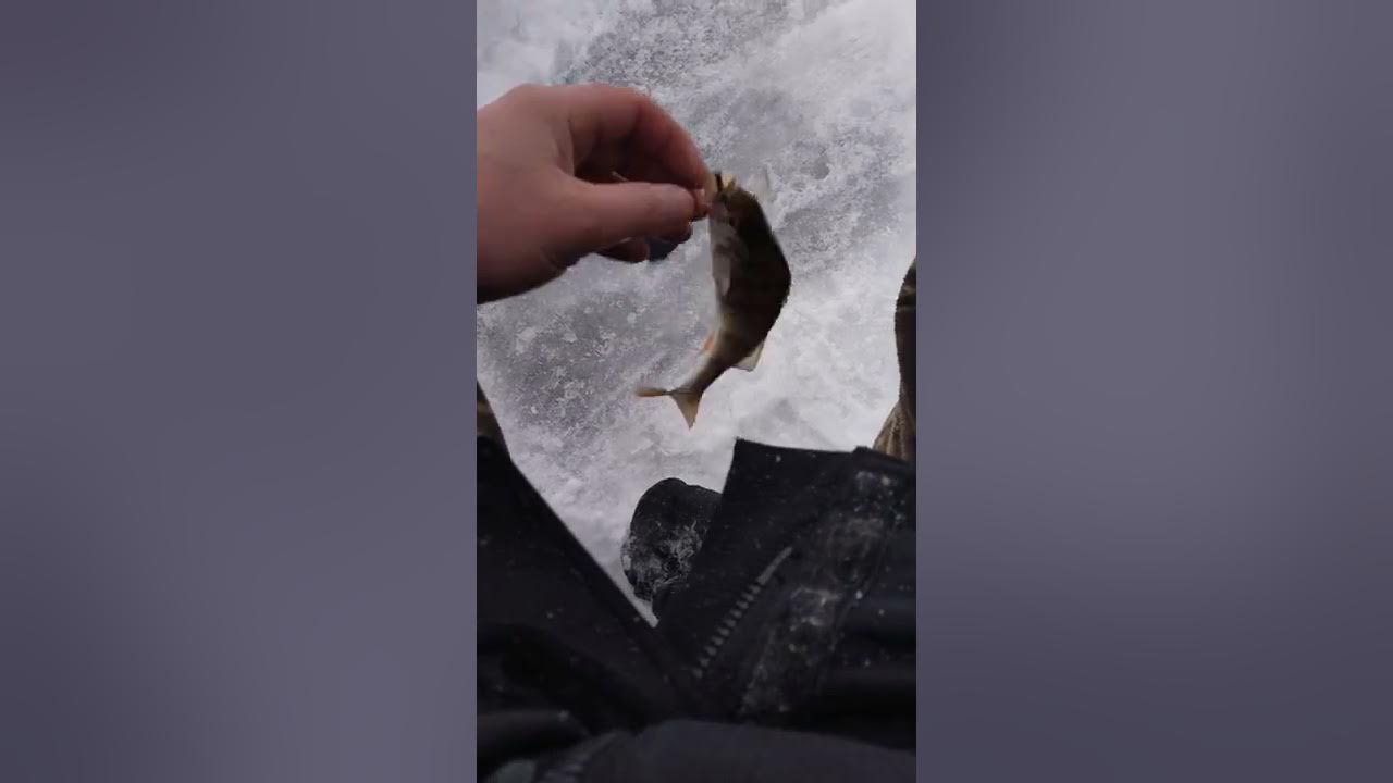 Погода на братском водохранилище на 10 дней. Братское водохранилище ленок. виды рыб в братском водохранилище. какие животные обитают в братском водохранилище.