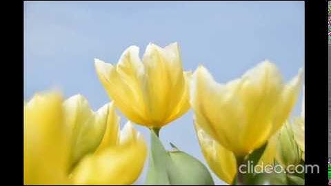 لمصحف المعلم مشارى راشد ترديد اطفال جزء عم سورة الغاشية