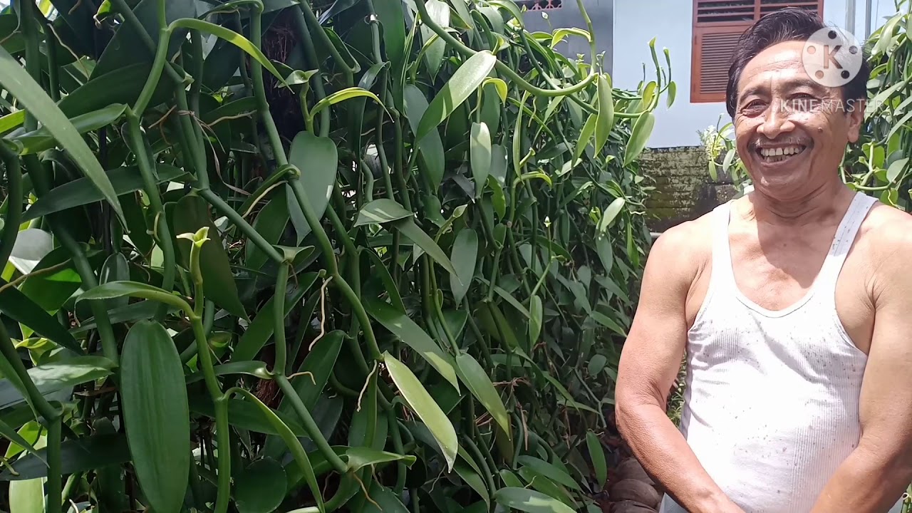 Cara menanam vanili di lahan sempit 