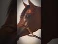 قصيده غزل انا وصلت المرحلا فيه القرام اني اشوفك في جهات الاربعا شموخ الجميلي517 خيل عربي اصيل