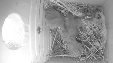 House sparrow nearly kills house wren 5/18/23