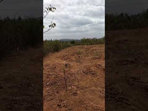 BIG LAND FOR SALE BUGESERA MWOGO MILLION 15 SQM 18000 ER1 CALL WHATSAAP +250780938932 SUBCRIBE