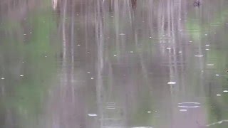 Mellow Raindrops on a Pond & Vernal Pools in Spring