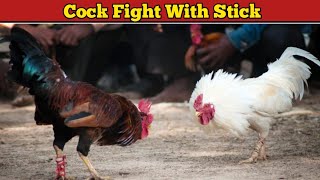 Dangerous Cock Fight With Stick   Cock Fight