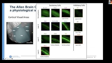 Saskia de Vries: A Large-Scale Standardized Physiological Pipeline Reveals Functional Organization..