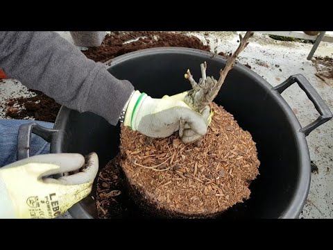 Planter le Cerisier nain en pot 2020 - YouTube