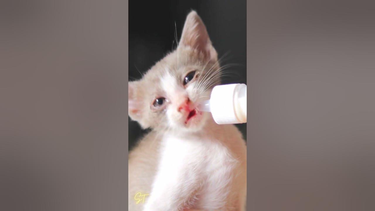 how-cute-baby-cat-feeding-milk-with-bottle-youtube