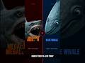 ⚔️ Megalodon vs Blue Whale! Biggest Shark Ever vs Biggest Animal That Ever Lived. Who Wins?
