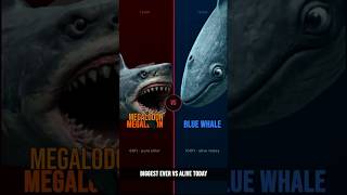 ⚔️ Megalodon vs Blue Whale! Biggest Shark Ever vs Biggest Animal That Ever Lived. Who Wins?