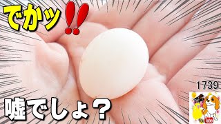 衝撃】信じられない大きさの卵が！あの子が女の子でした💦 #1739 - YouTube