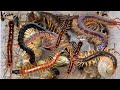 Nighttime adventures right near my house!#insects #subscribe #animals #viralvideo