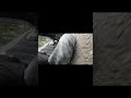 Knee Down Gone Horribly Wrong #motorcycle #automobile #sportbike #crash