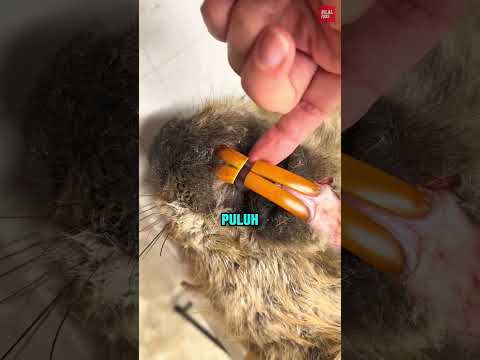 Jika Berang-berang Tidak Mengunyah Kayu, Hal Tragis Akan Terjadi 😳