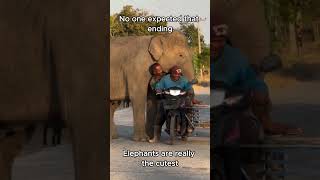 #beat 🐘