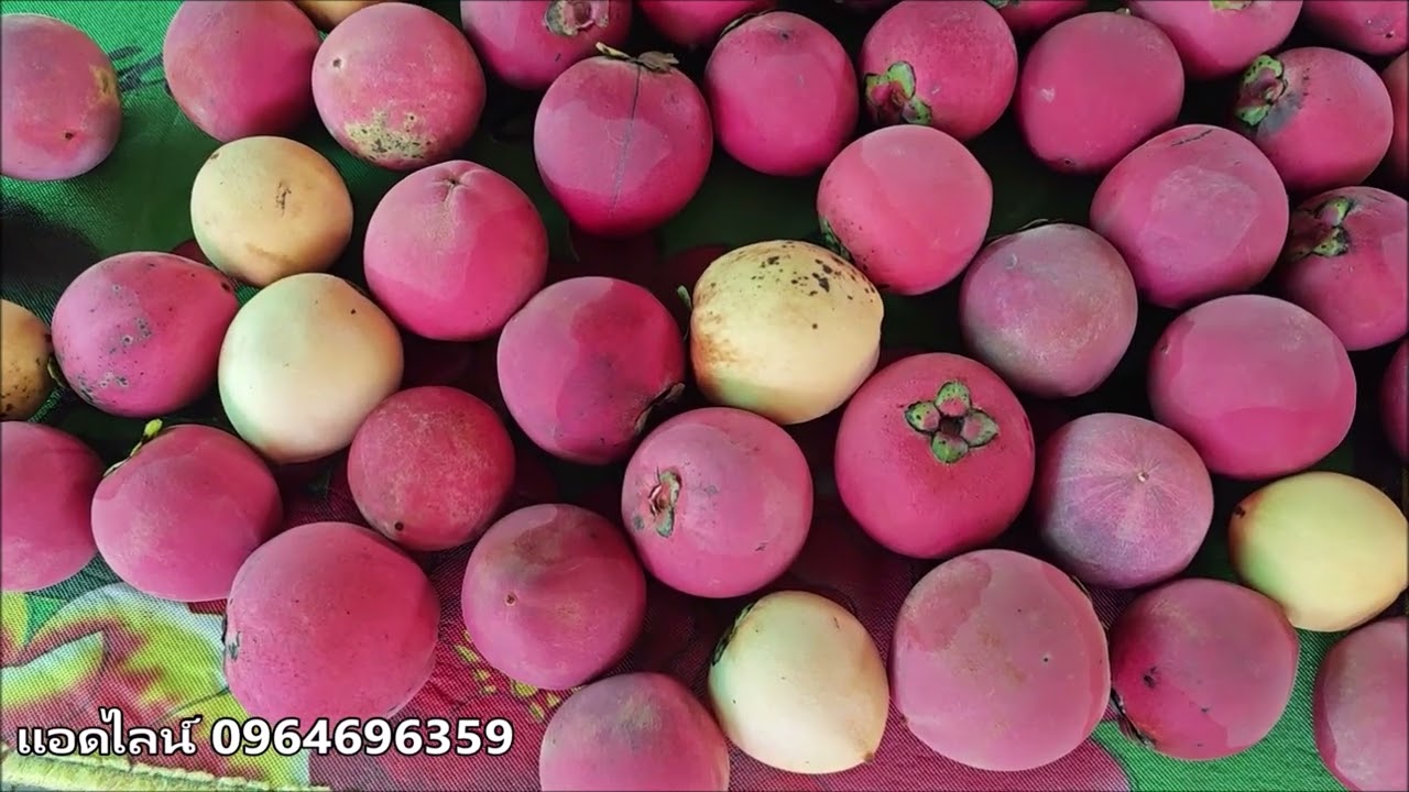 ปลูกต้นมะริดไม้มงคล.ต้นมะริดสวยงามบนเจดีย์ชเวมอดอว์,หาเมล็ดพันธ์ุมะริดไทยมาปลูกเป็นสวนป่า