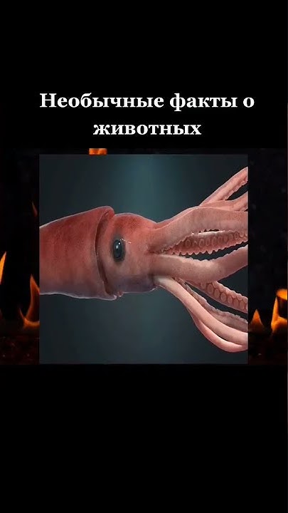 глаз кальмара #кальмары #кракен #животные #факты #shorts - YouTube