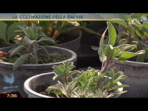Video: Tipi di piante di salvia: informazioni sulla coltivazione e cura delle piante di salvia