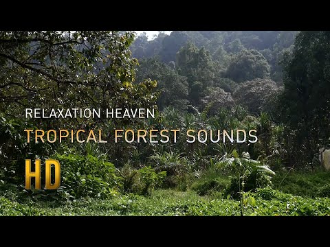 Terapi music hujan dan suara jangkrik pengantar tidur