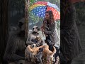 awww