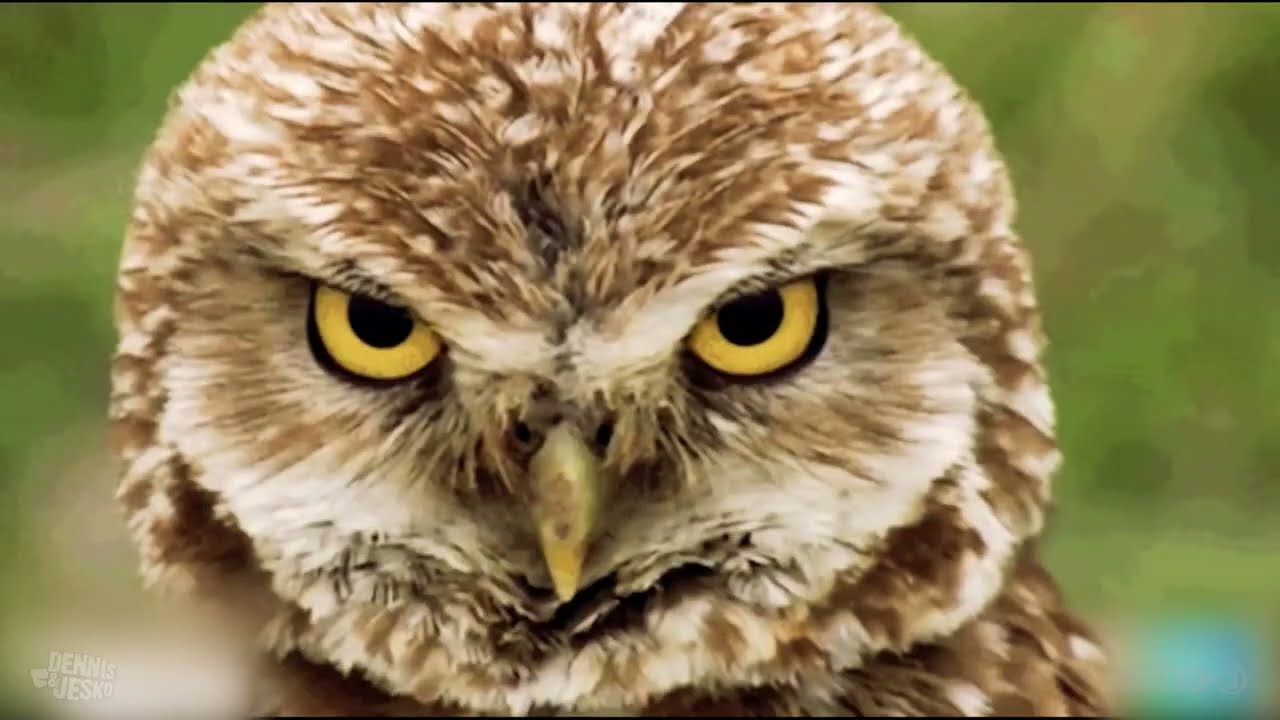 Artenlos - Der Song über das Artensterben | extra 3