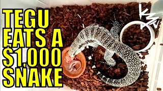 #TEGU EATs $1000 BALL #PYTHON!!! #K3Reptiles Wealth
