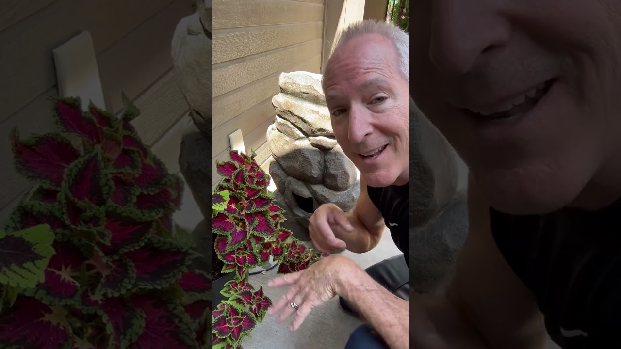 Alpine Rock Waterfall Fountain (Genuine Review)