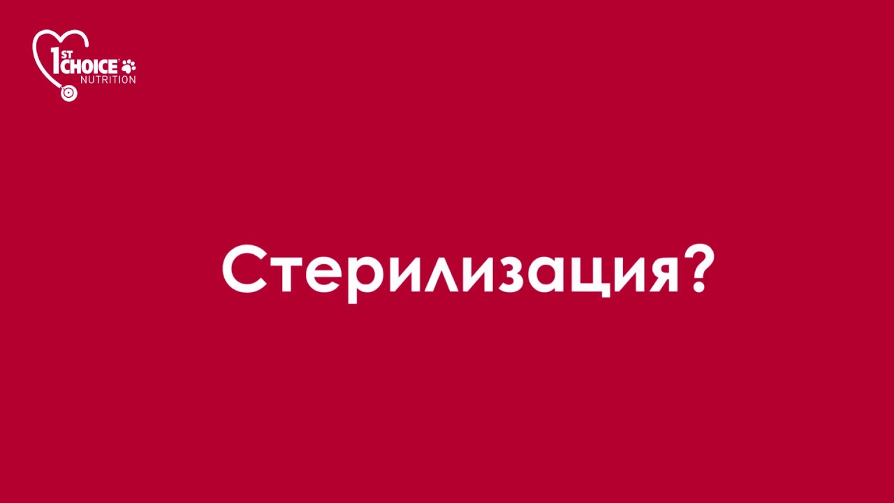 1stChoice Cat Russian YouTube