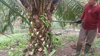 Belajar Menunas Kelapa Sawit