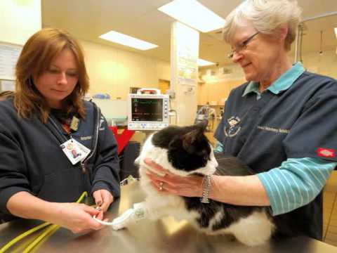 Garden State Veterinary Specialists Animal Care Tinton Falls Nj