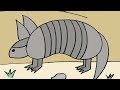 How to Draw an Armadillo in the Desert