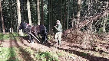 Norik Muranský. Približovanie dreva koňom. Holzrucker- Stude Norik Muranský. Ja a moja Uľa.