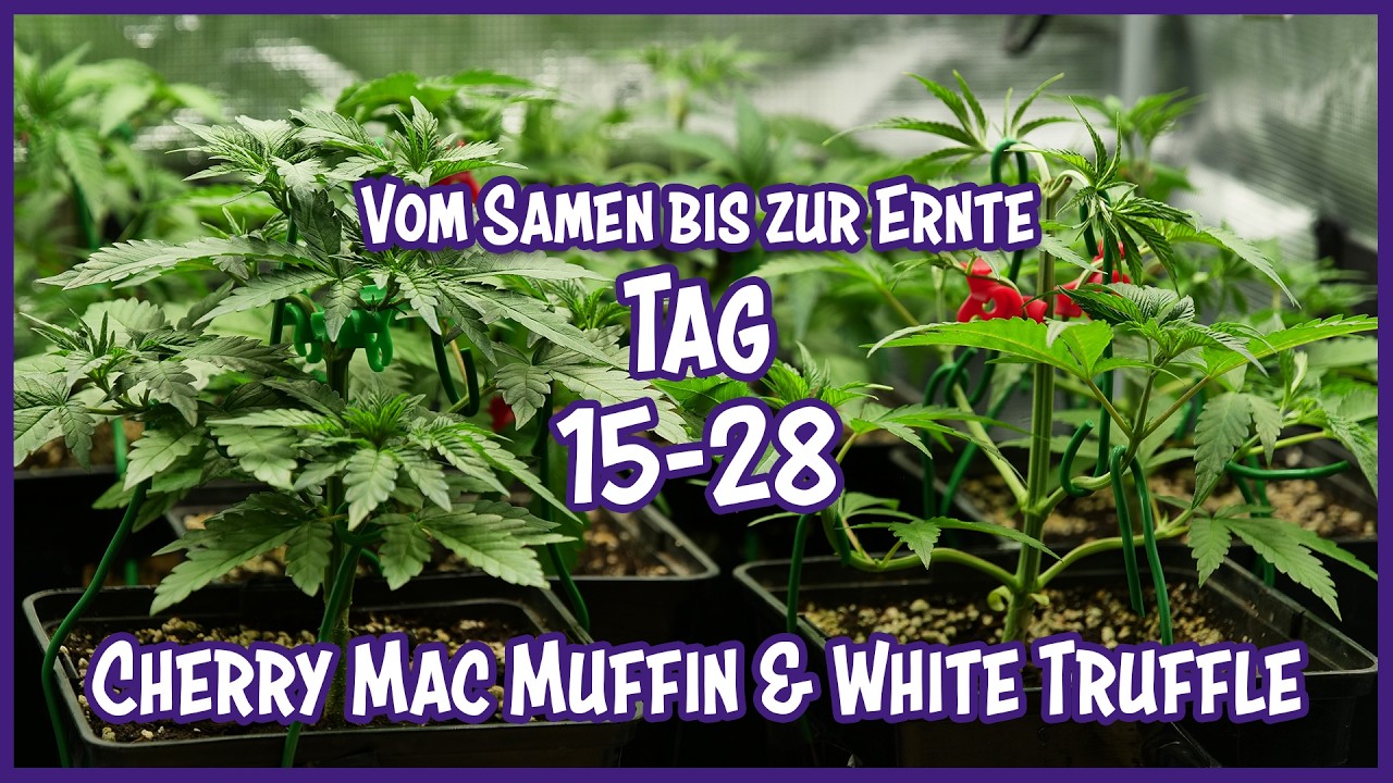 🌱 Cherry Mac Muffin & White Truffle - Tag 15 bis 28 | Vom Samen bis zur Ernte | CannabisGrowTutorial