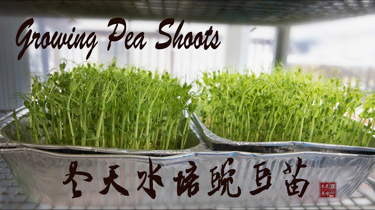 Growing Pea Shoots 冬天在家里水培豌豆苗 Youtube