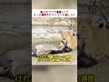 死んだフリで命拾い！？ ヌーの演技力がライオンを騙した！ #ヌー #ライオン #サバイバル #野生の知恵 #奇跡の瞬間