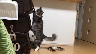 餌箱に浸入する猫 ノルウェージャンフォレストキャットInvade the bait box. Norwegian Forest Ca