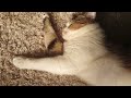 朝7時寝てる猫ちゃん♥#shorts