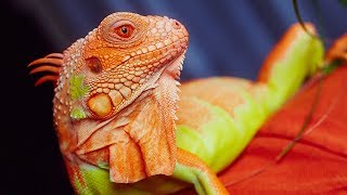 Super Crimson Albino Iguana Tamerlan - Day 1. New place, new environment.