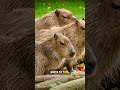 World’s largest rodent (Capybaras)