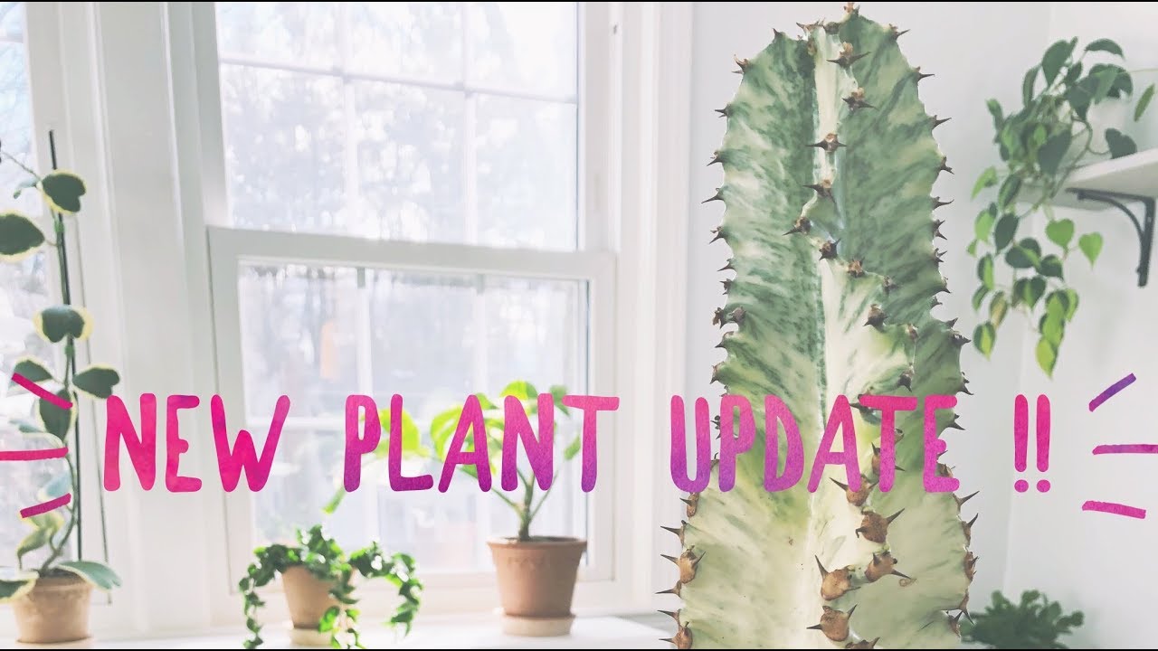 new plant update! | ammak euphorbia | monstera