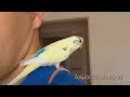 Привыкание и пение волнистого попугая Тоши в 3.5 месяца
